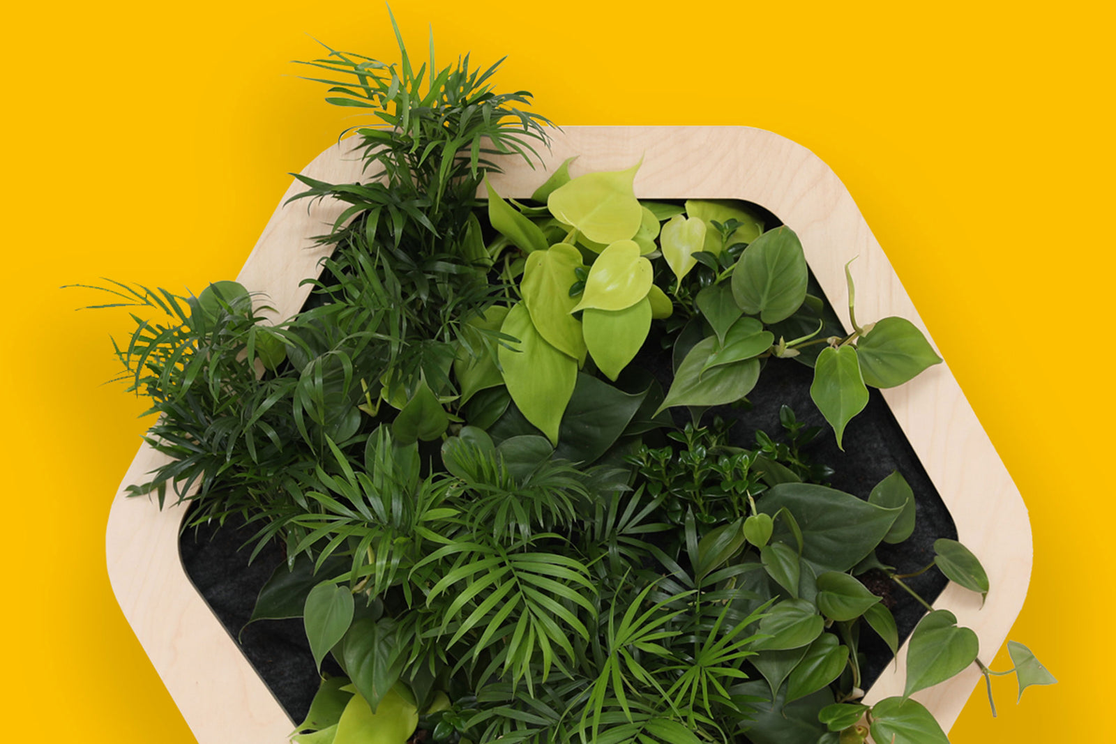 living wall planter self watering Growmeo™ a self-watering living wall for homes & small spaces