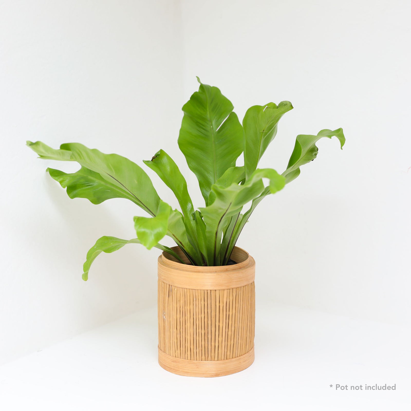 Bird's Nest Fern