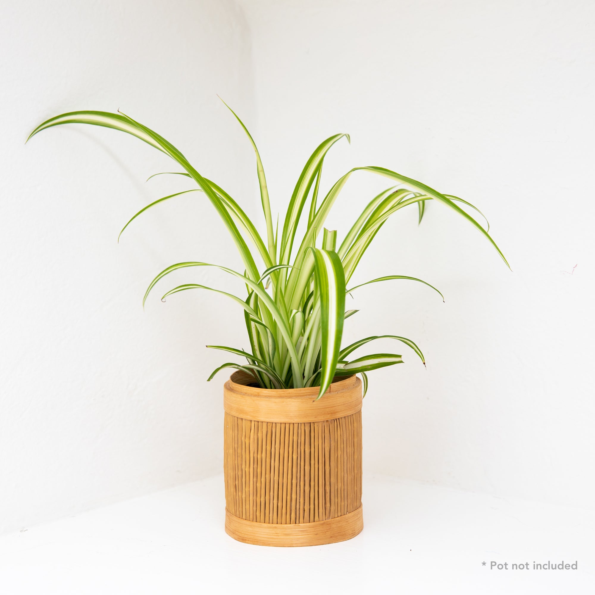 chlorophytum comosum habitat Spider Plant