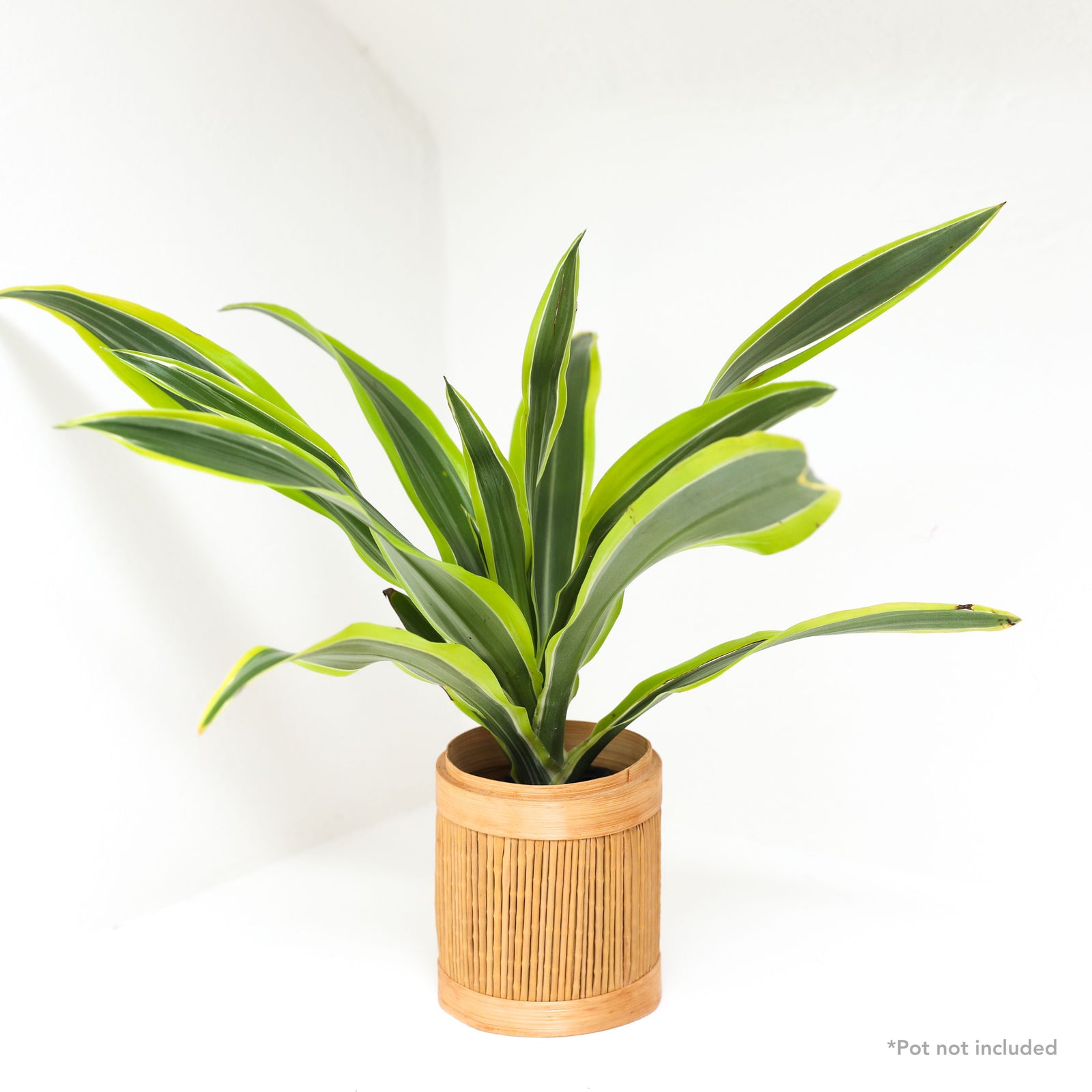 Lemon Lime Dracaena
