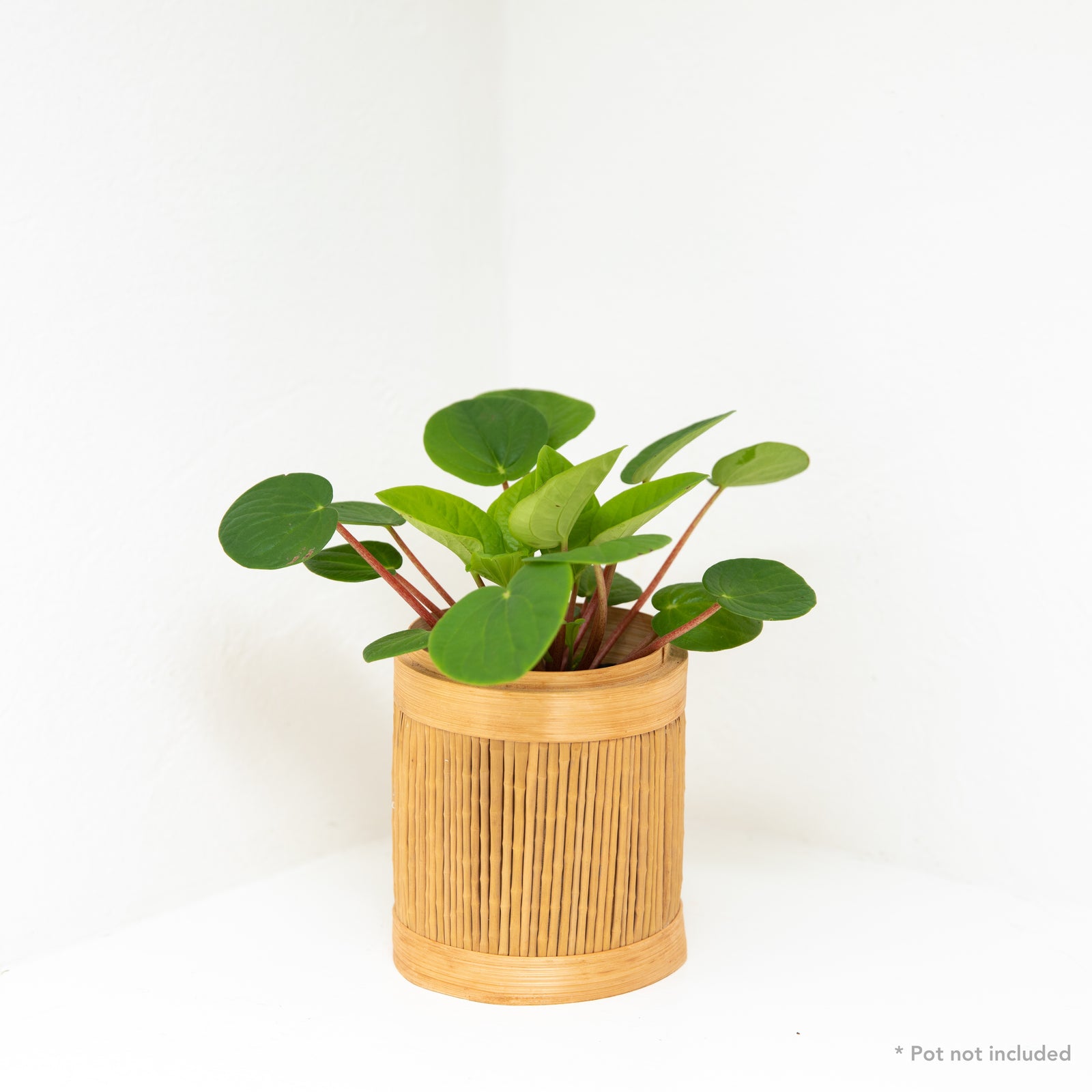 Rippled Peperomia