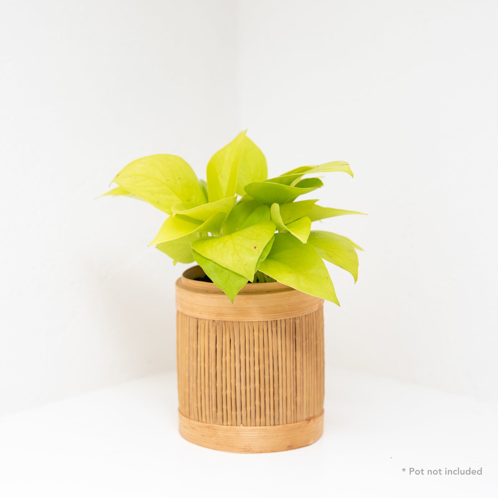 Neon Pothos