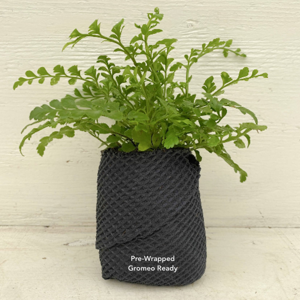 Rippled Peperomia