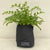 Rippled Peperomia
