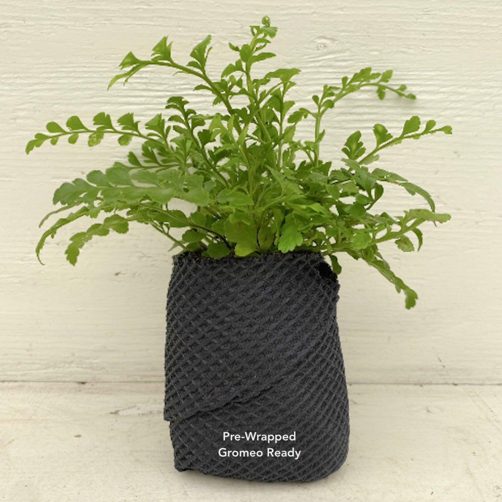 is a spider plant a fern Spider Plant