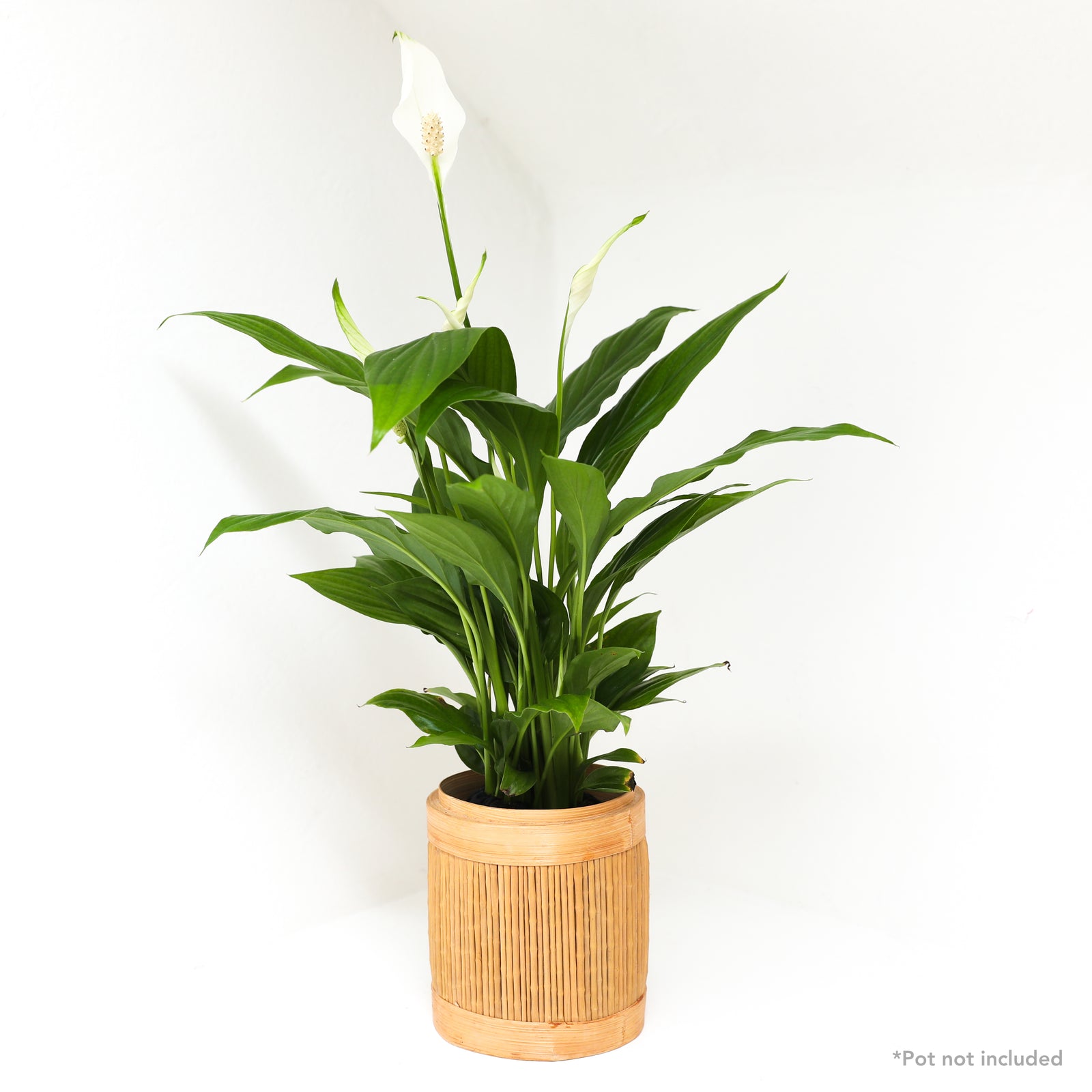 Peace Lily